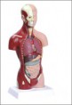 Torso 28cm Assexuado c/ 14 partes